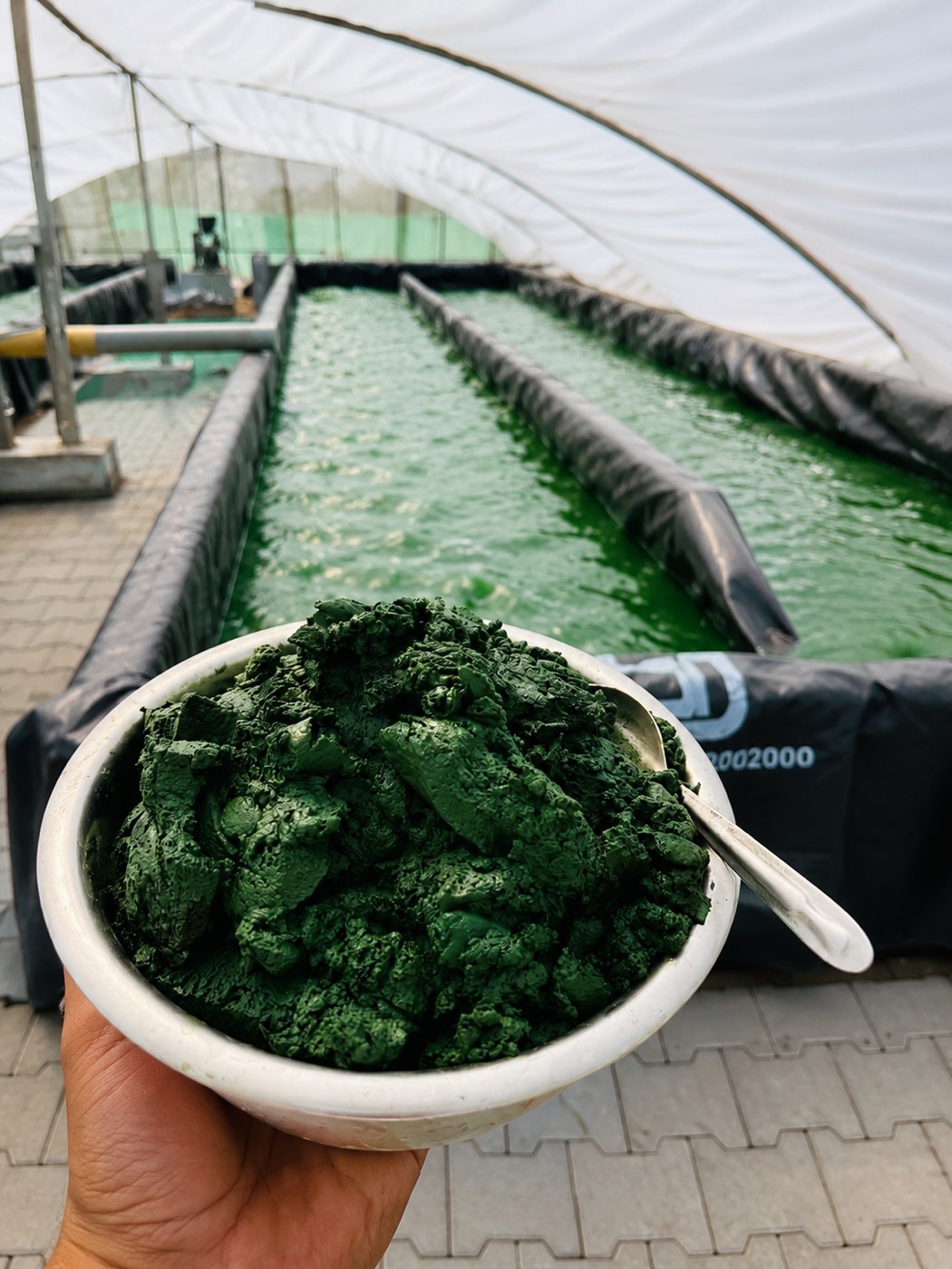 A steel bowl heaped with fresh, deep green spirulina biomass held up at the edge of a raceway pond, the green water running away behind it.