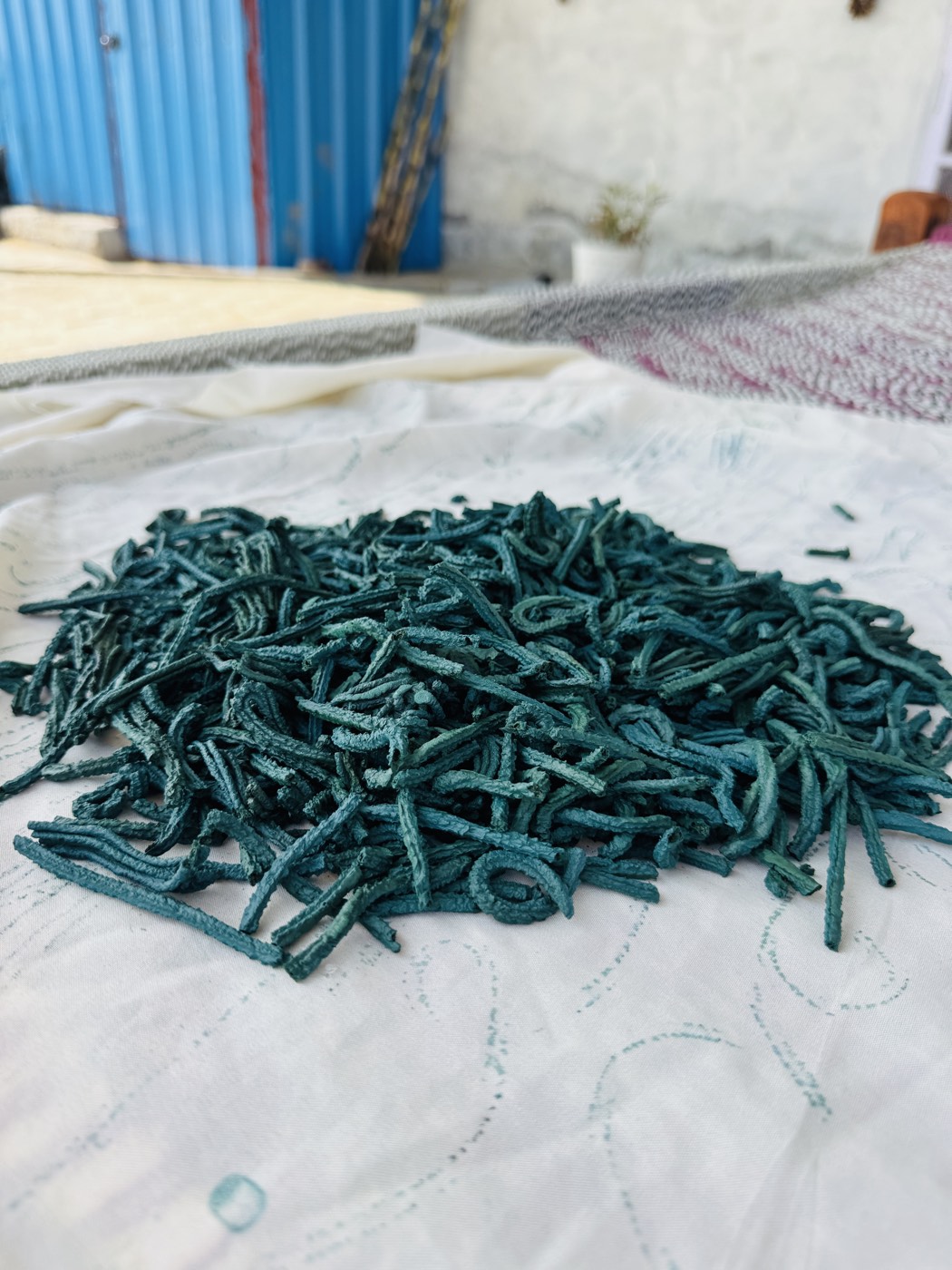 A heap of dark blue-green dried spirulina strands, extruded like short noodles, spread out on white cloth to dry in the open air.