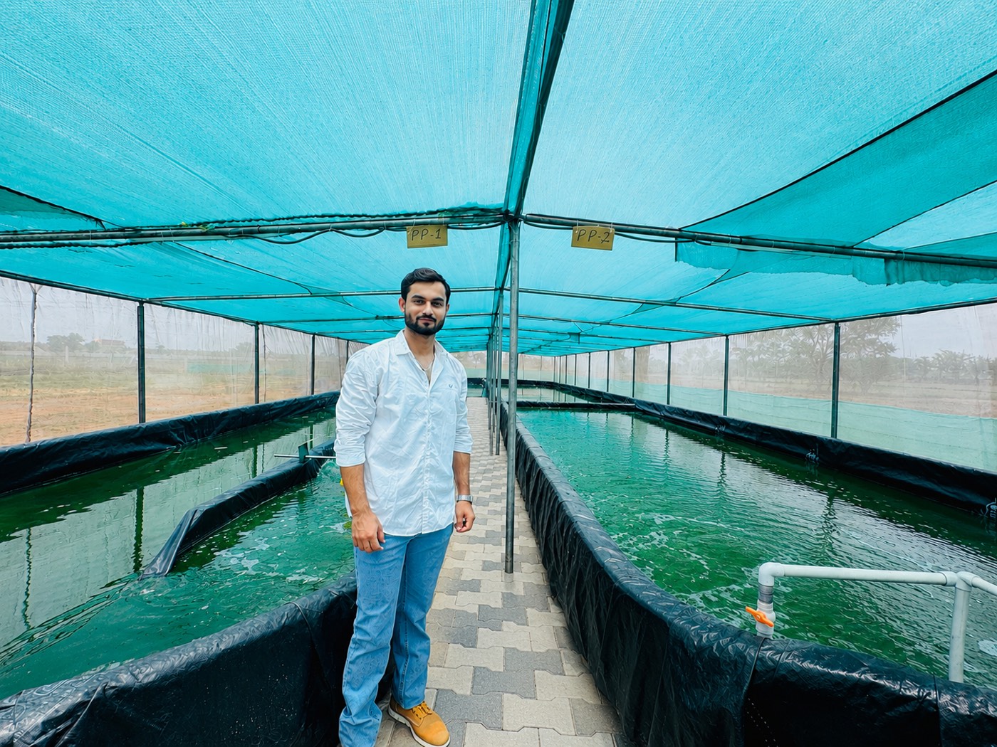 A man in a white shirt standing on the paved walkway between two spirulina ponds marked PP-1 and PP-2, under a blue shade net.