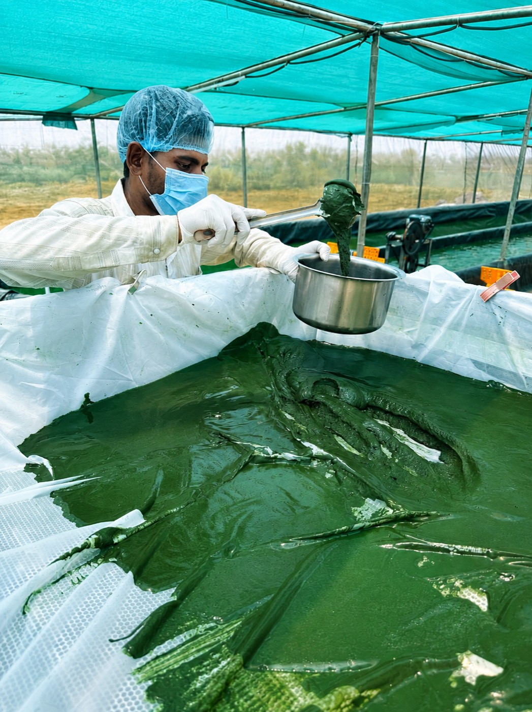 A worker in a white coverall, hairnet, mask and gloves lifting thick dark green spirulina biomass off a white filter cloth with a scoop, into a stainless steel pot.