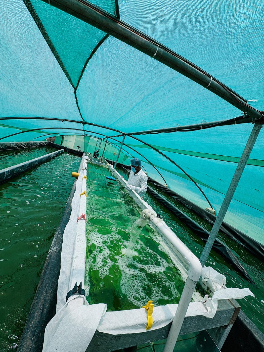 A worker in a white coverall, hairnet, mask and gloves tending a long filter-cloth trough rigged across a pond, culture pouring from a hose into it and foaming as the water drains away.
