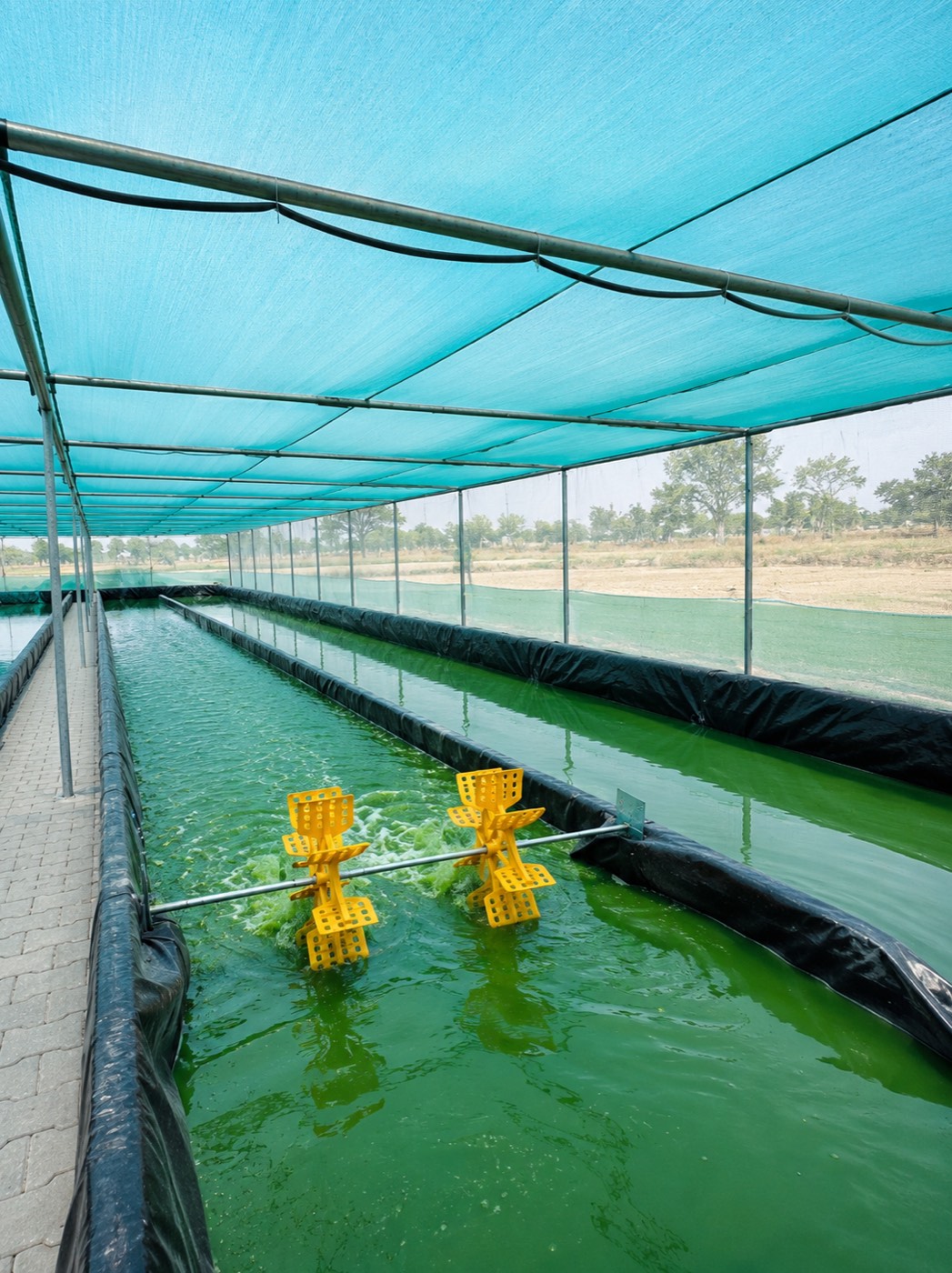 Yellow paddle wheels part-submerged in a spirulina pond, churning the green water into pale foam as they turn.