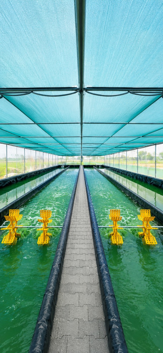 A long spirulina raceway pond under a blue shade-net roof, split by a paved central walkway, with yellow paddle wheels turning the deep green water on both sides.