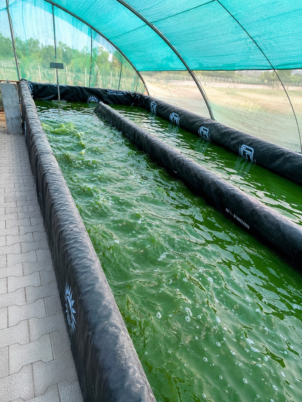 A raceway pond of bright green spirulina culture under a green shade net, its black liner wall running the length of the pond, open farmland visible beyond.